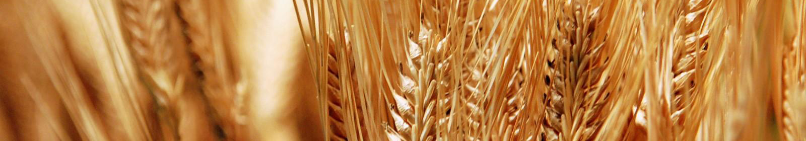 Ремонт зерносушилок помогает сохранить зерно